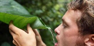 A man using a large leaf to drink water in a natural setting
