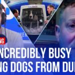 Stranded dogs in Dubai: What's the situation