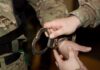A military personnel placing handcuffs on an individual