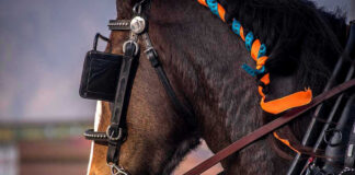 Horse with colorful braids and bridle, side profile.