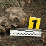 Human skull partially buried in soil with evidence marker and measuring scale