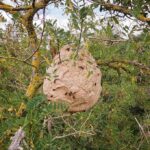 Large paper wasp nest hanging in a tree