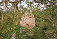 Large paper wasp nest hanging in a tree