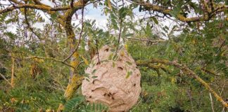 Large paper wasp nest hanging in a tree