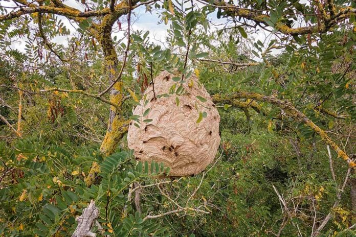 Large paper wasp nest hanging in a tree